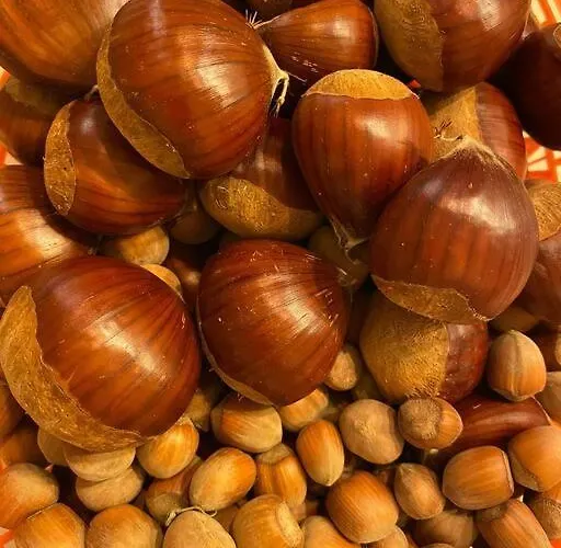 Etna Charming * 林瓜格洛萨