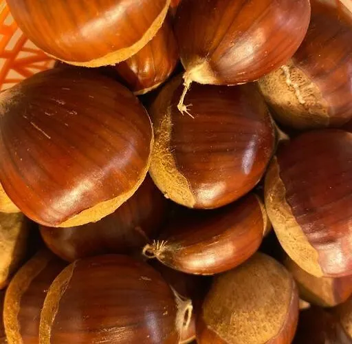 Etna Charming * 林瓜格洛萨