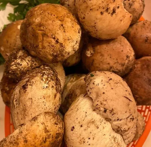 度假居 Etna Charming *